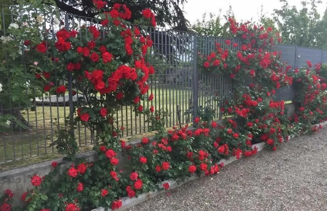 Tenuta La Rosa B&B-1